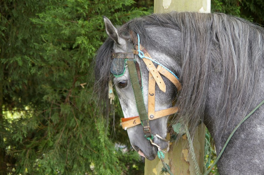 Les chevaux marocains: Les Chevaux Marocains 103
